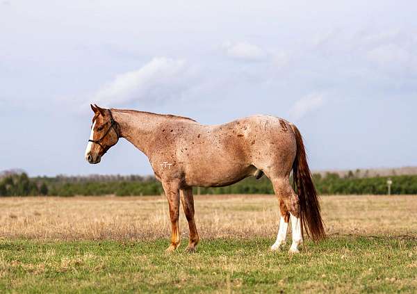 show-quarter-horse