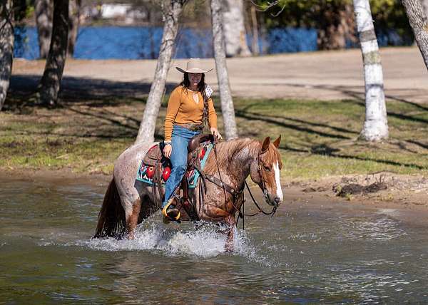 trail-quarter-horse