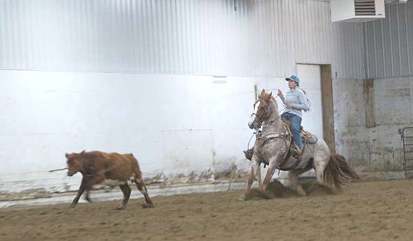 trail-riding-quarter-horse