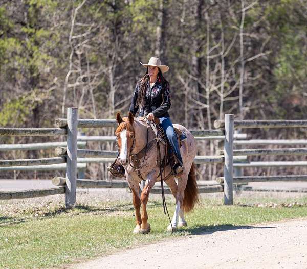 western-riding-quarter-horse