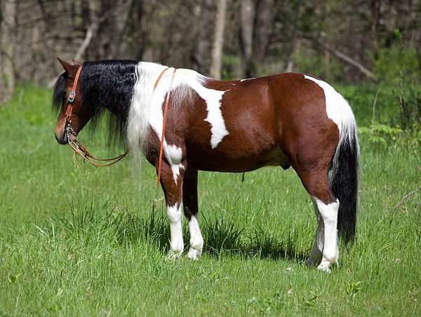 all-around-pony