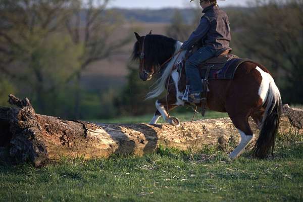 beginner-pony