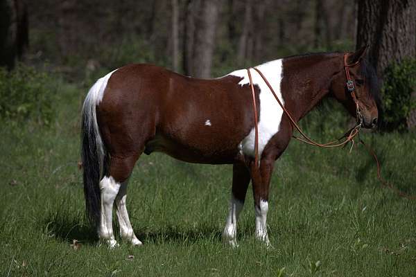 flashy-pony