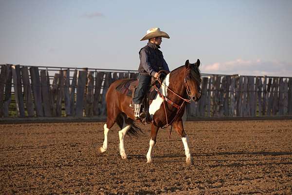 ranch-pony