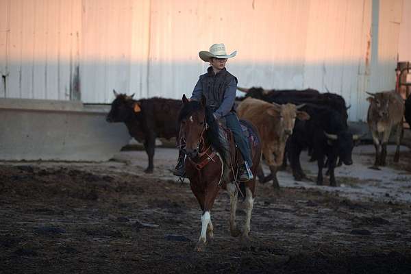 ranch-work-pony