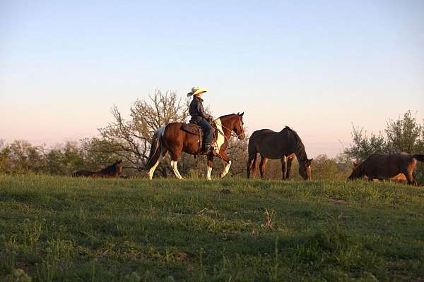 roping-pony