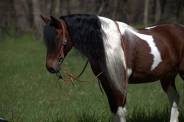 show-pony