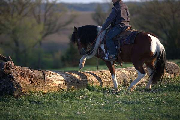 trail-pony
