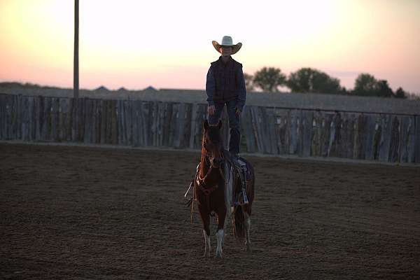 trail-riding-pony