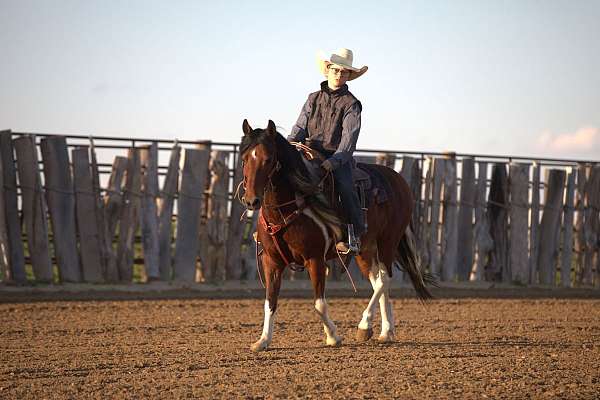 western-riding-pony