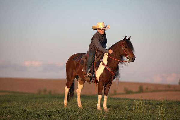 working-cattle-pony