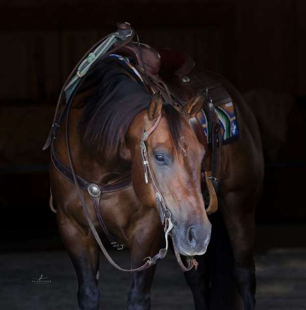 all-around-quarter-horse