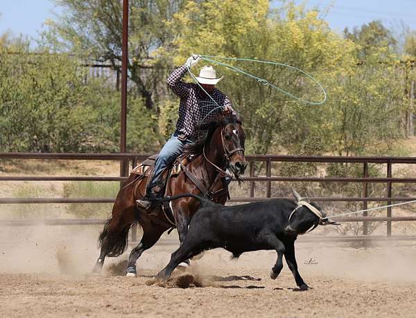 calf-roping-quarter-horse