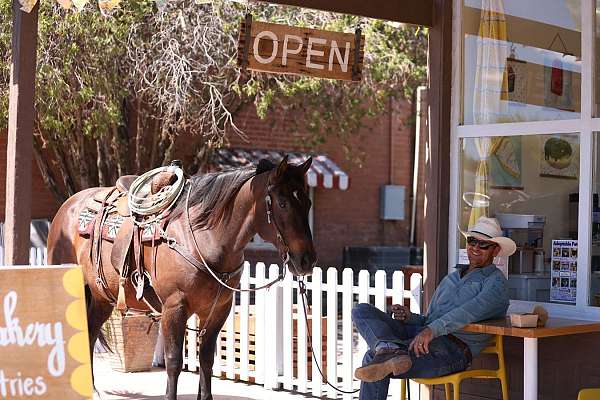 athletic-quarter-horse