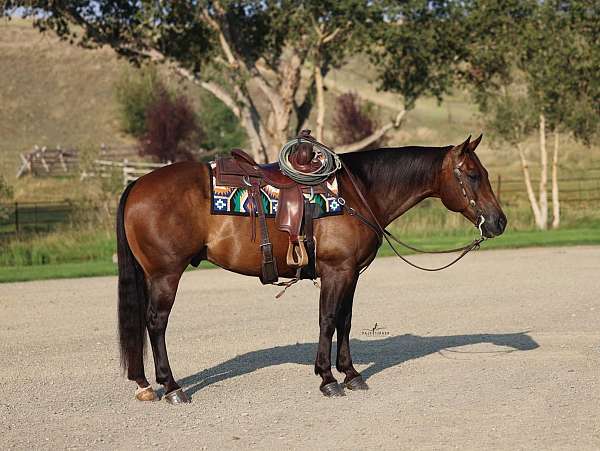 heading-quarter-horse