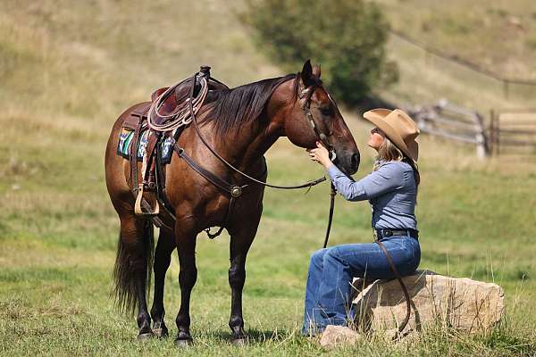heel-quarter-horse