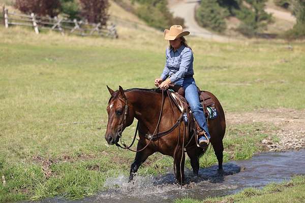ranch-quarter-horse