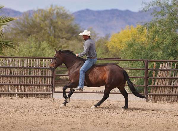 ranch-versatility-quarter-horse