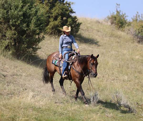 ranch-work-quarter-horse