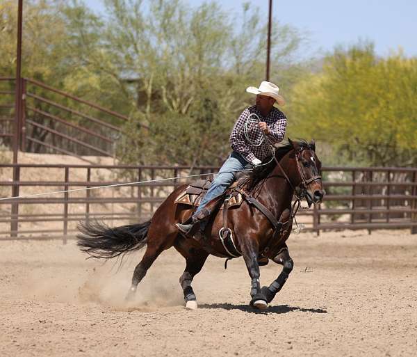 ridden-english-quarter-horse