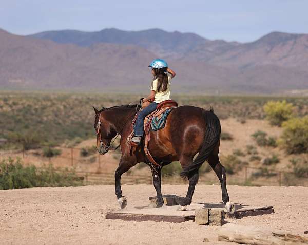 show-quarter-horse
