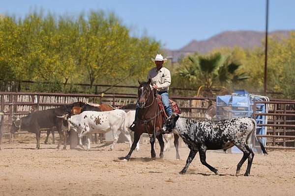 trail-quarter-horse