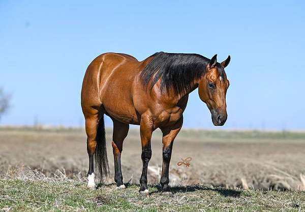 all-around-quarter-pony