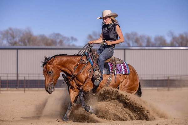ranch-quarter-pony