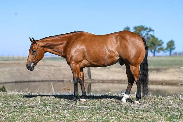 ranch-versatility-quarter-pony