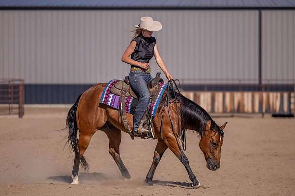 show-hack-quarter-pony