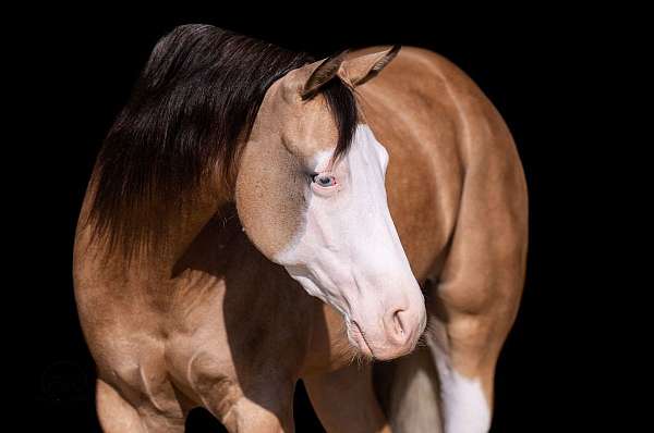 all-around-quarter-horse