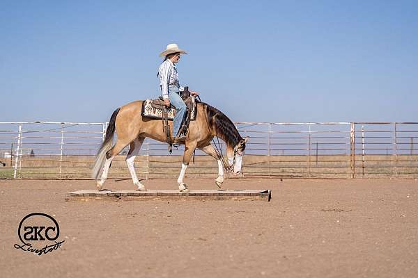athletic-quarter-horse