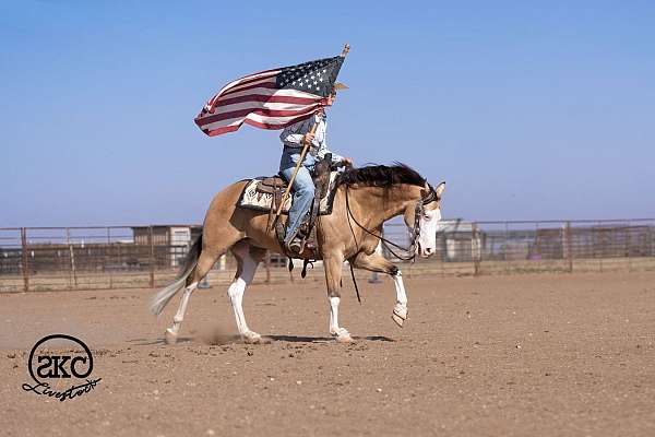 finished-quarter-horse