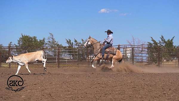flashy-quarter-horse