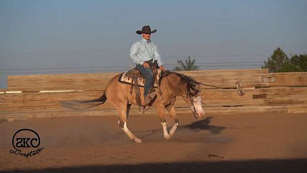 kid-safe-quarter-horse