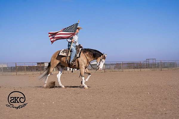 performance-quarter-horse