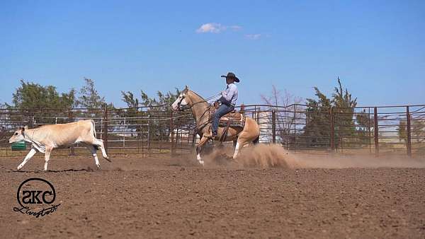ranch-quarter-horse