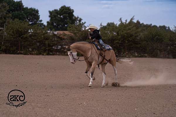 ranch-work-quarter-horse