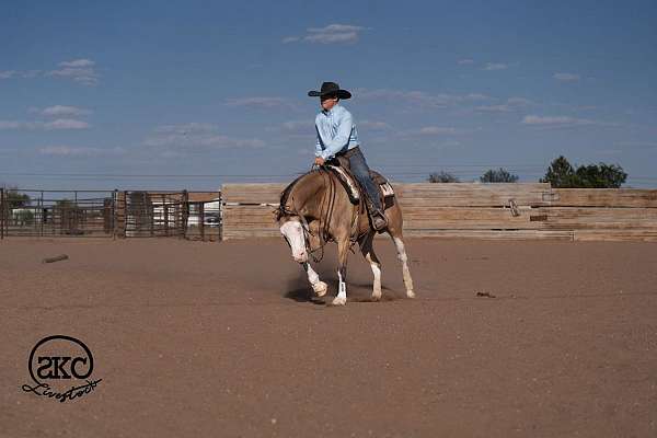 reining-quarter-horse