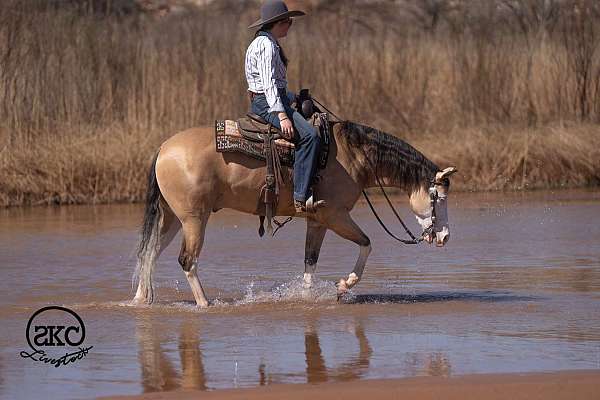 ridden-english-quarter-horse