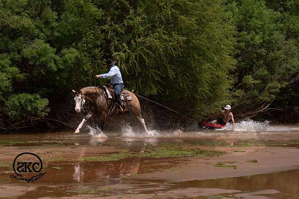 ridden-western-quarter-horse
