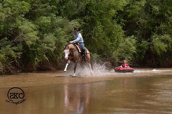 show-quarter-horse