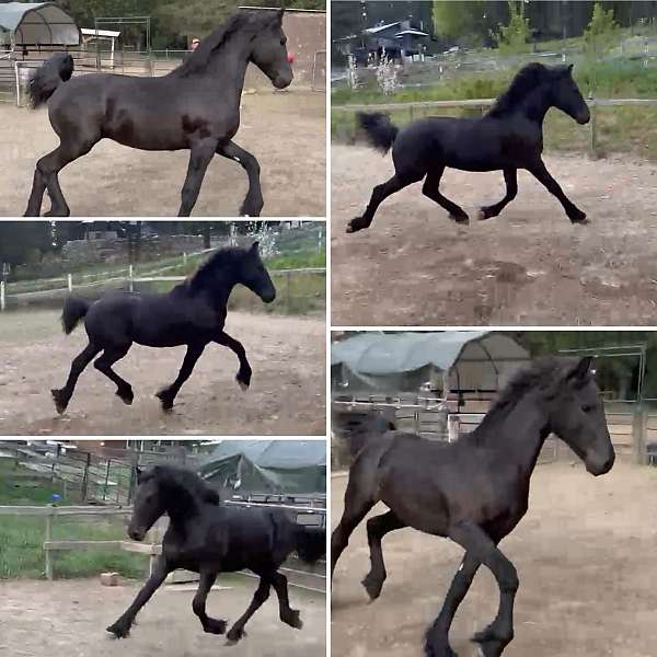 black-friesian-colt