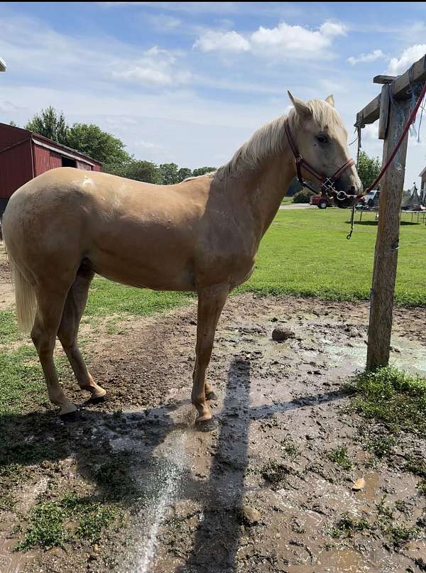 quarter-horse-mare