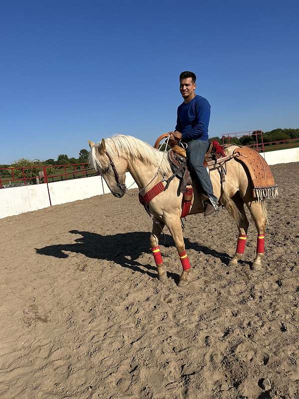 quarter-horse