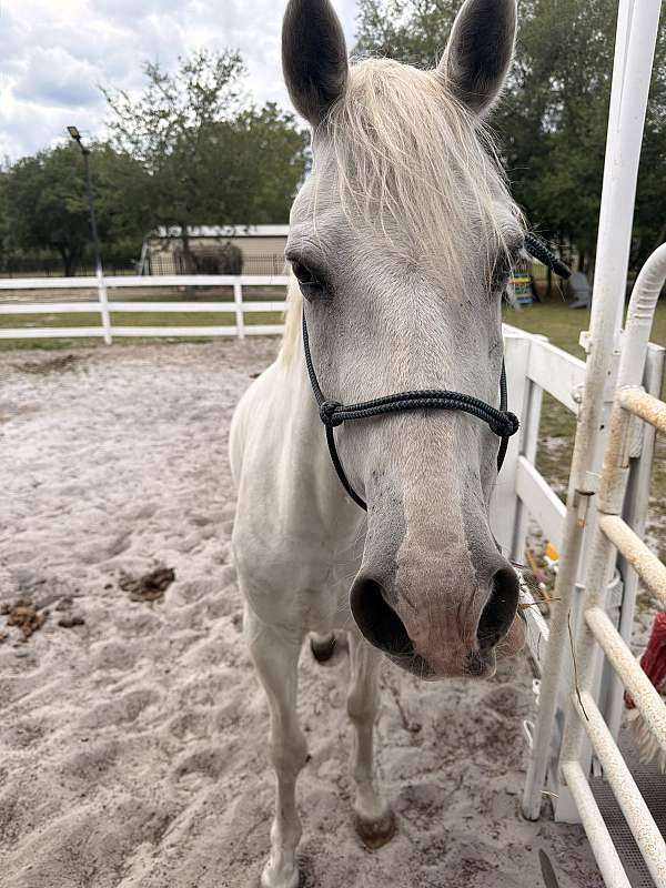 paso-fino-gelding