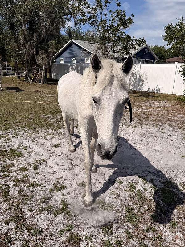 paso-fino-horse-for-sale