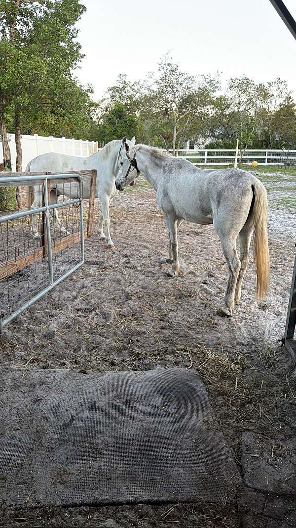 paso-fino-horse