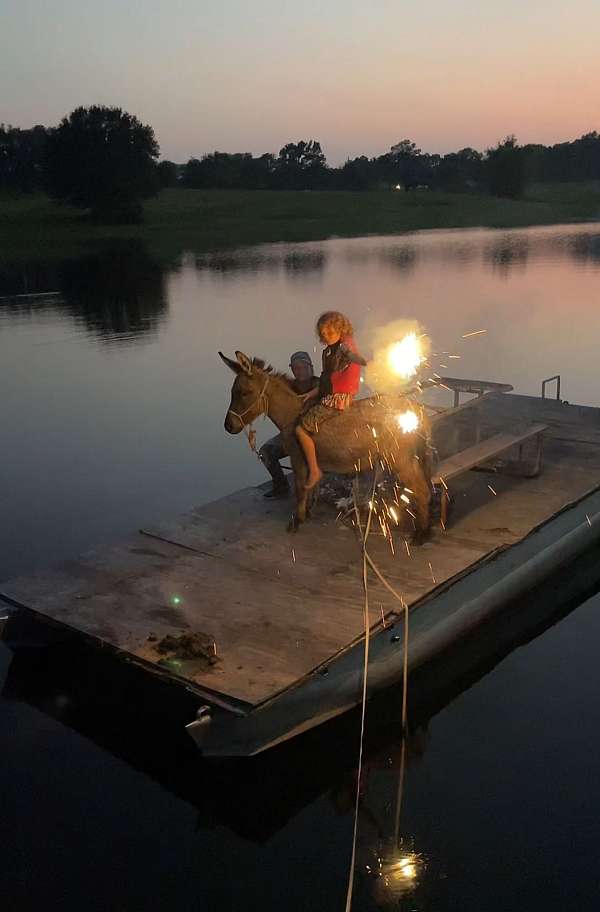 dun-w-blk-points-husband-safe-pony