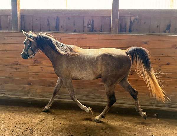 arabian-gelding